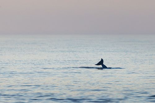 Dolphin Tail at Pastel Sunrise in Charleston Harbor