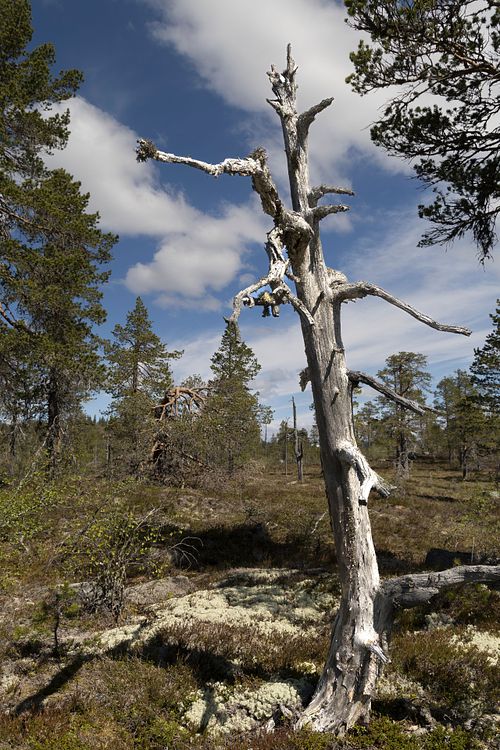 Naturwaldreservat Trillemarka