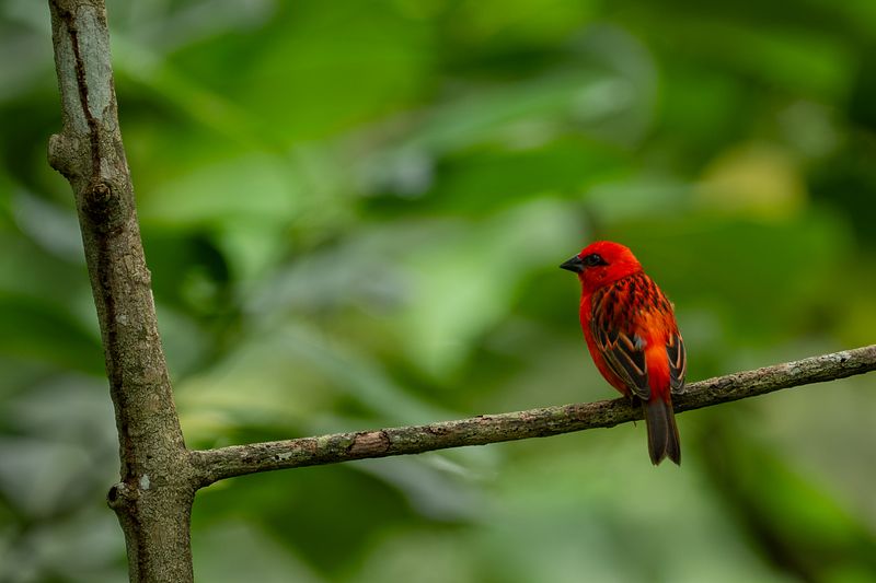 WILDLIFE