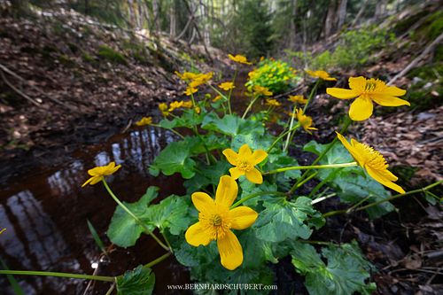 Caltha palustris - Marsh-marigold