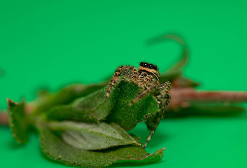 MACRO & PROXY PHOTOGRAPHY