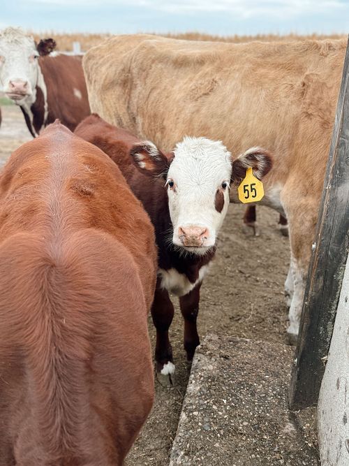 Beef