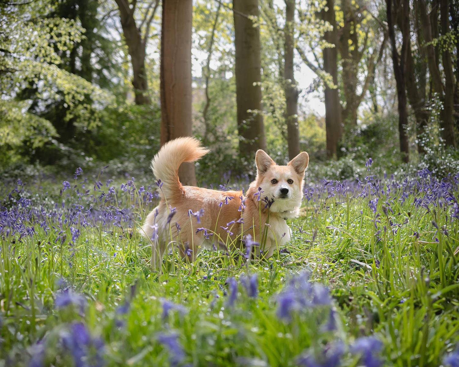 Clever Girl Photography