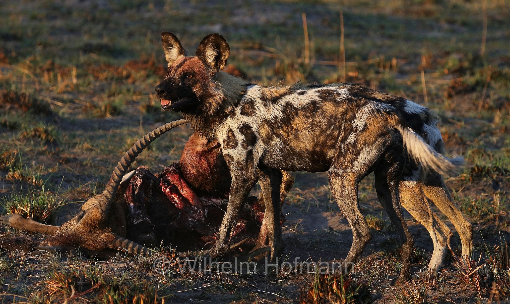 African wild dog, painted dog, Cape hunting dog, Afrikanischer Wildhund, licaone, cane selvatico africano, Lycaon pictus, Moremi Game Reserve, Moremi-Wildreservat, Okavango Delta, Okavango Grassland, Botswana, Republik Botsuana