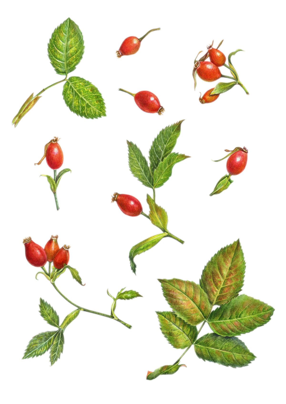 Botanical Illustration Dogrose Berries