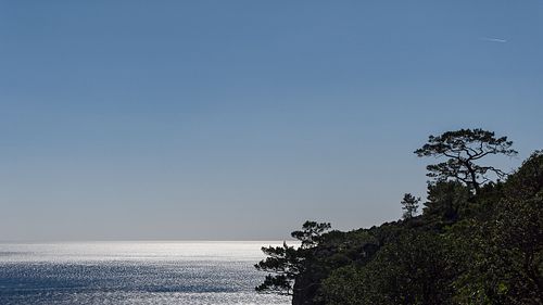 Kiefer über kretischer Südküste