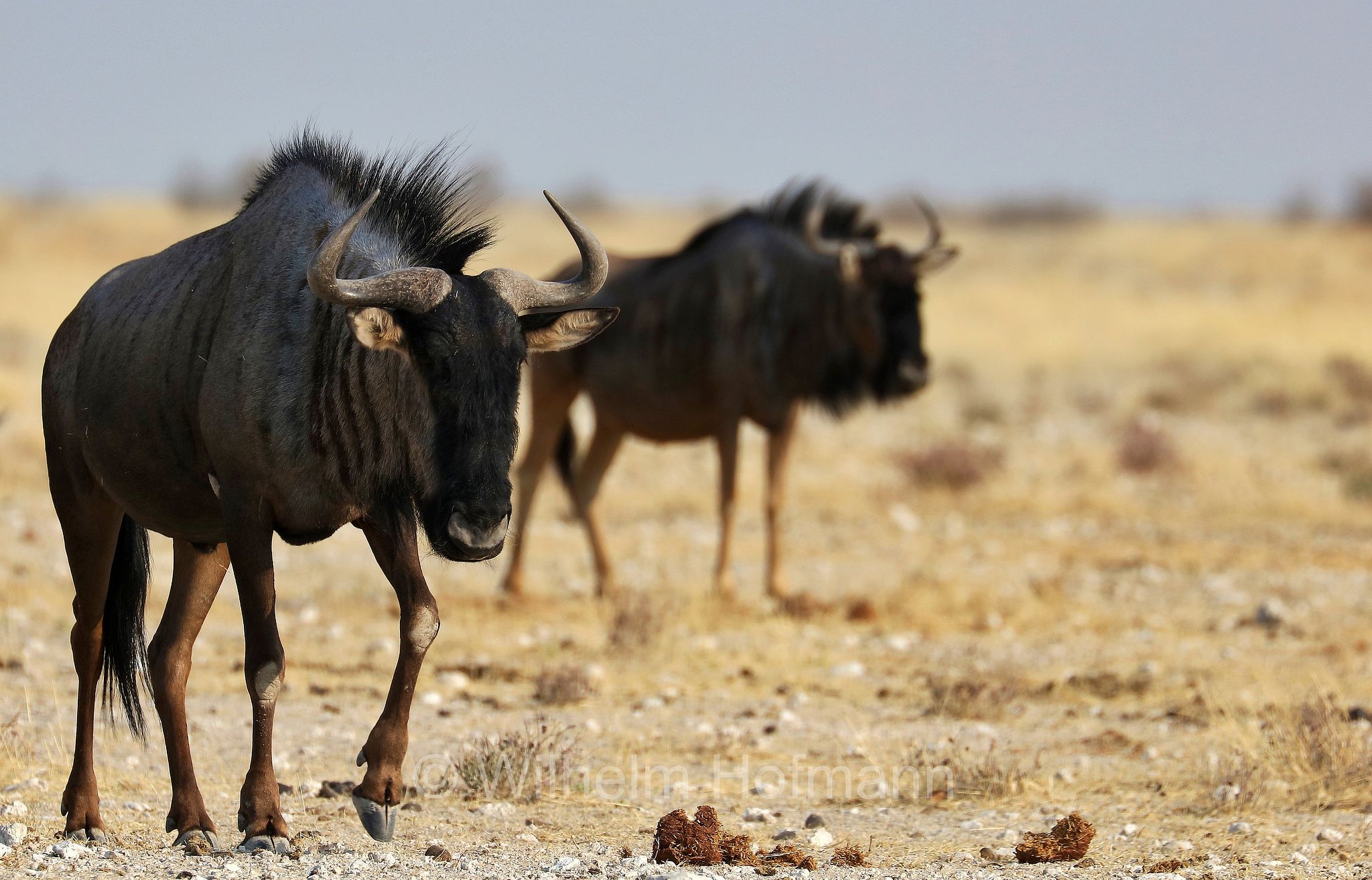 blue wildebeest, common wildebeest, white-bearded gnu, brindled gnu, Streifengnu, Blaues Gnu, gnu striato, gnu comune, gnu dalla barba bianca, gnu blu, connochaetes taurinus, Etosha-Nationalpark, Etosha National Park, parco nazionale d'Etosha, Namibia