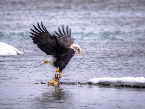 Best place for bald eagle photography workshop & guide tour in the US.  Located in the Midwest (Iowa & Illinois) and Alaska, United States.