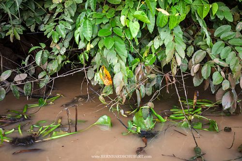Crocodylus porosus – Leistenkrokodil