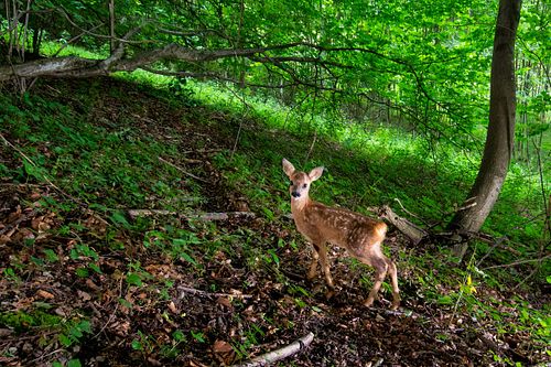 Capreolus capreolus – Reh
