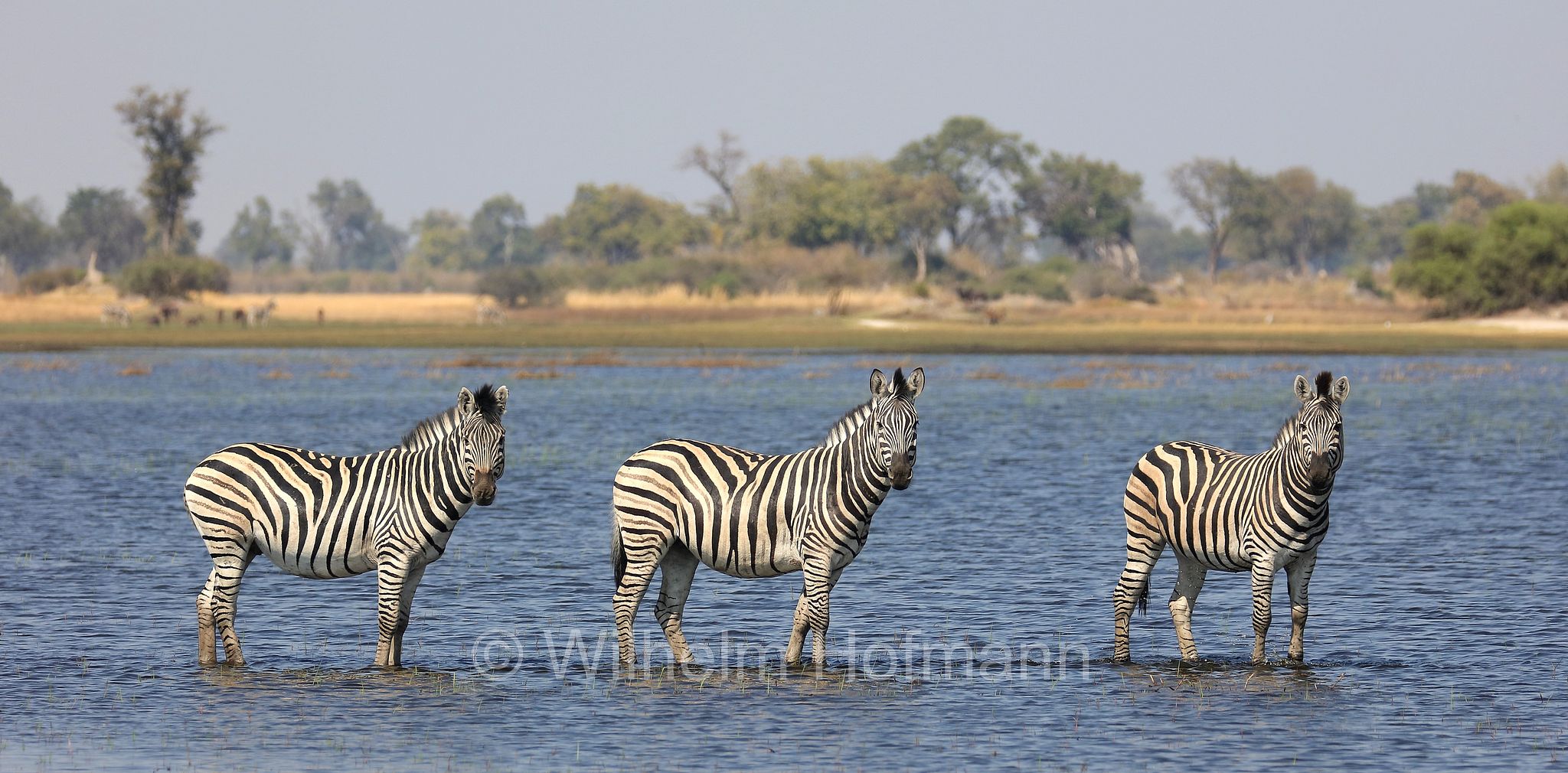 plains zebra, Steppenzebra, zebra di pianura, equus quagga, Moremi Game Reserve, Moremi-Wildreservat, Okavango Delta, Okavango Grassland, Botswana, Republik Botsuana