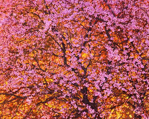 Zierkirsche blühend