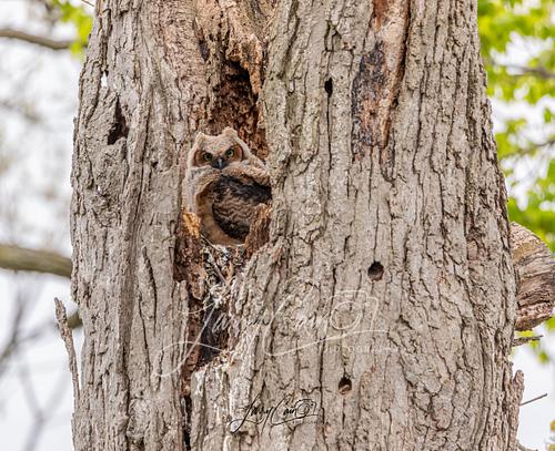 A pair of Great Horned Owlets perched in a dead tree waiting to be fed