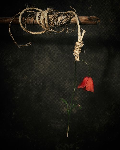 Photographie fine art d&rsquo;un coquelicot rouge suspendu &agrave; une corde nou&eacute;e, symbolisant la perte, le l&acirc;cher-prise et la lib&eacute;ration de liens toxiques &mdash; &oelig;uvre de Pascal Yennis, Namur, Belgique.