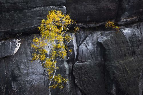 Betula pendula – Hänge-Birke