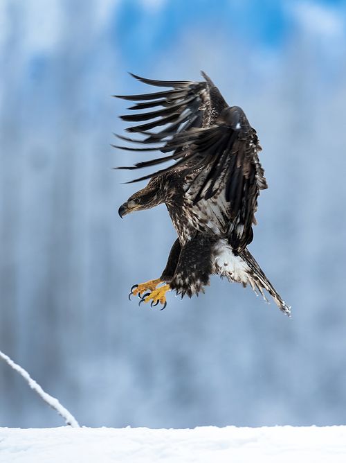 Best place for bald eagle photography workshop & guide tour in the US.  Located in the Midwest (Iowa & Illinois) and Alaska, United States.