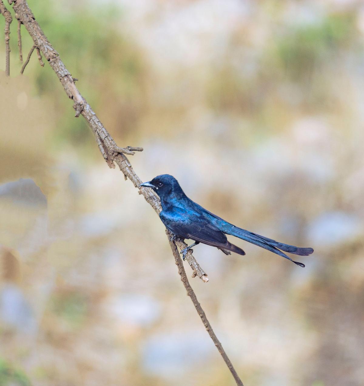 Bird, bird photography, forest jungle, macro,