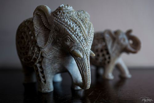 Elephants ...