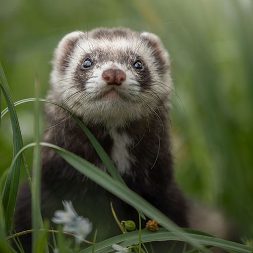 Alle dieren zijn welkom!