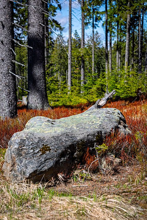 Tronc moussu éclairé par lumière latérale.