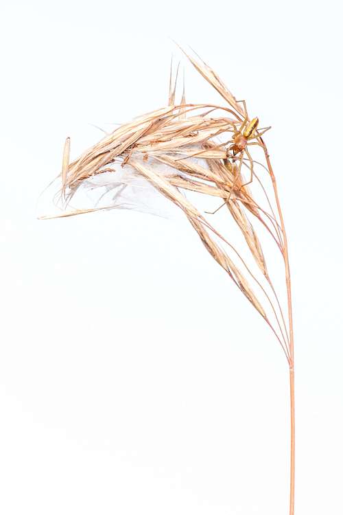 Cheiracanthium erraticum - Two-clawed hunting spider