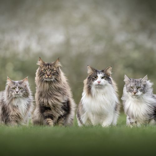 Nest-/groepsshoot t.w.v. €200