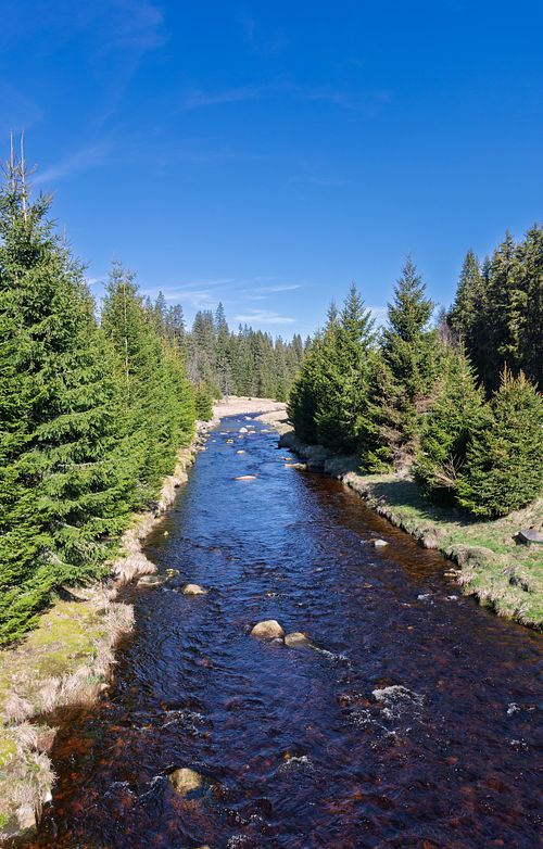 Cours d'eau entre les arbres.