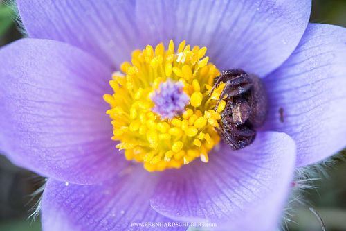 Xysticus sp. - Crab spider