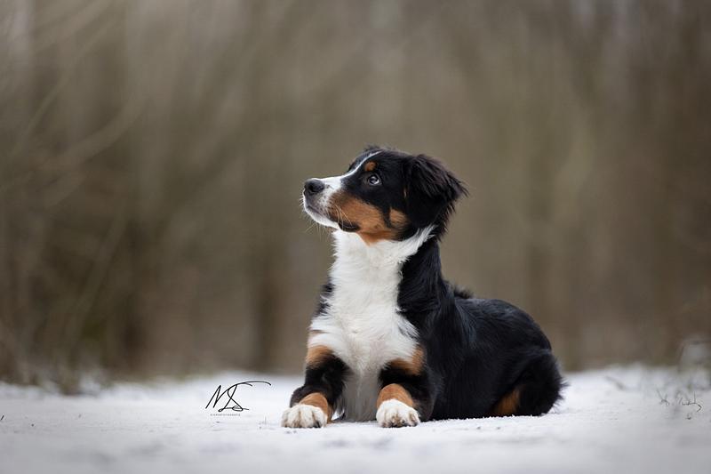 WINTERSHOOT