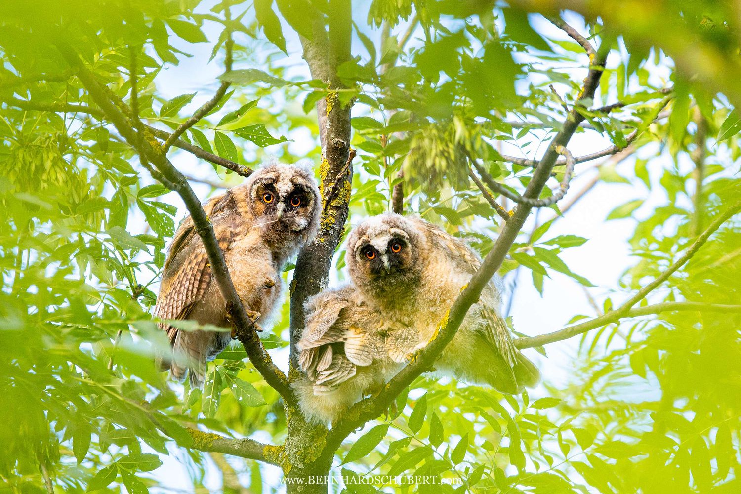 Asio otus - Waldohreule
