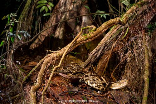 Terciopelo - Bothrops asper