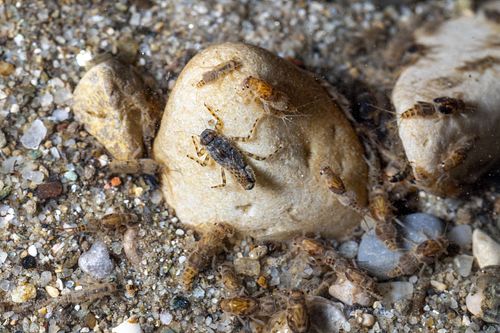 Aquatische Makroinvertebraten Zoobenthos