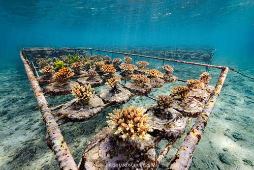 Coral Farm