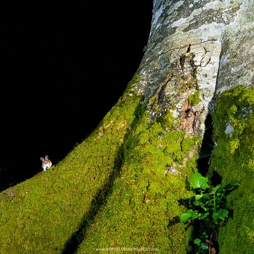 Apodemus flavicollis - Yellow-necked mouse