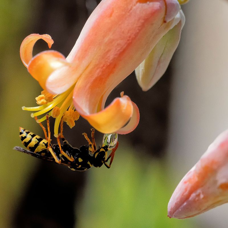 Insectes de Provence (tirage carré)
