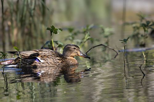Im Nationalpark Jomfruland
