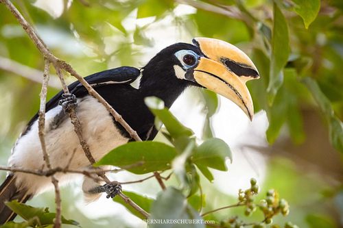 Anthracoceros albirostris - Oriental pied hornbill