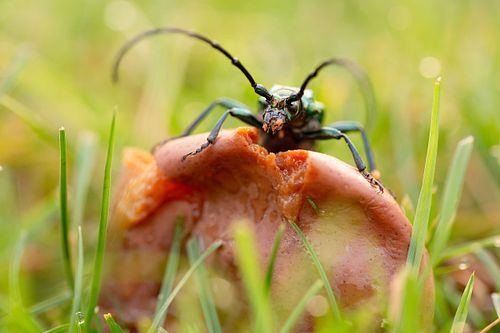 Aromia moschata - Moschusbock