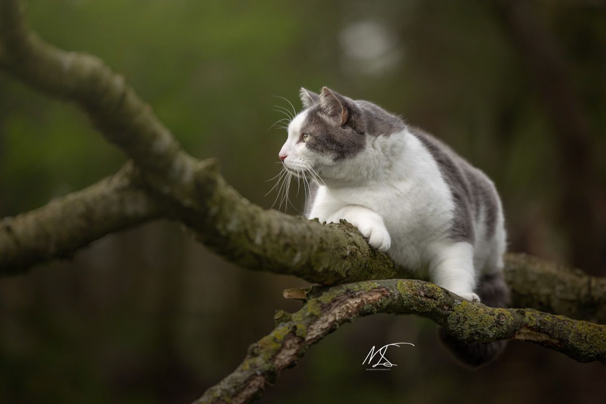 Witte kat met grijze vlekken die op boom/tak ligt en in de verte kijkt
