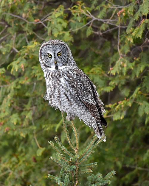 OWLS