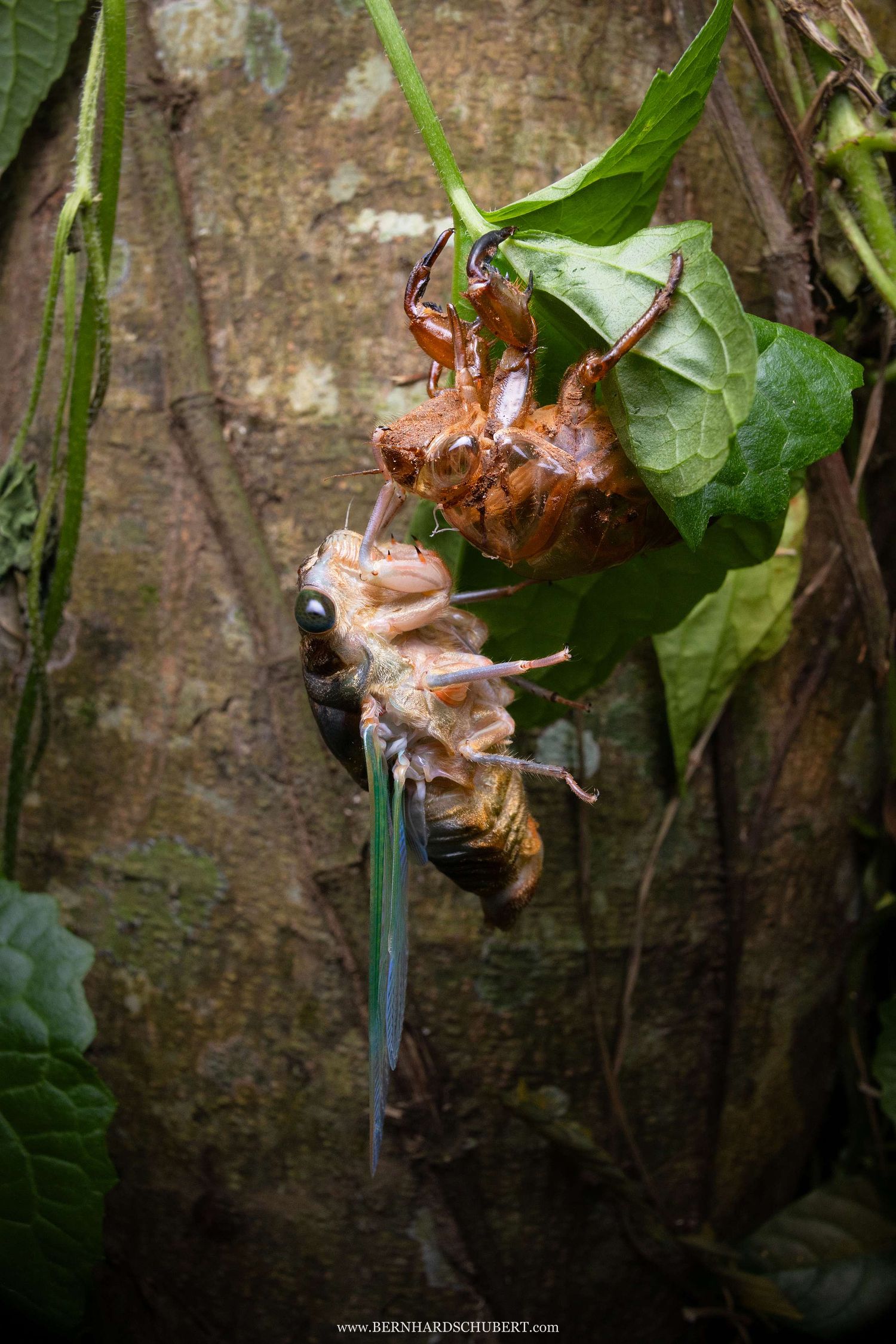 Cicada hatching molting