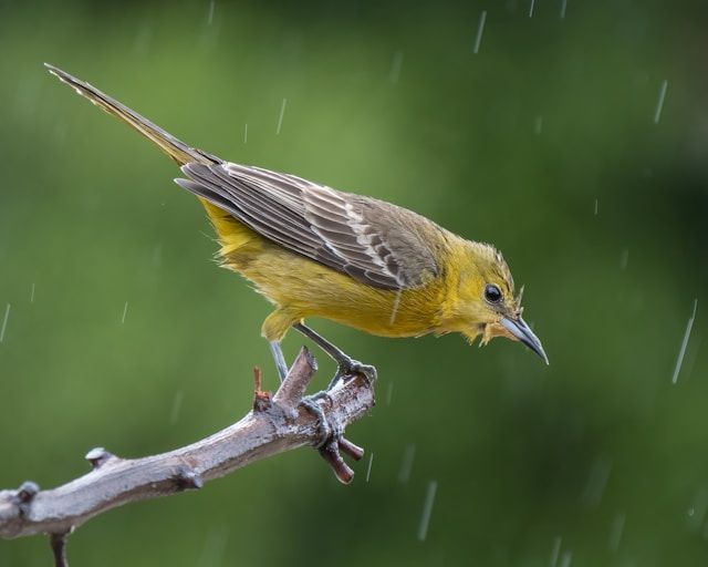 Bild eines Vogels im Regen