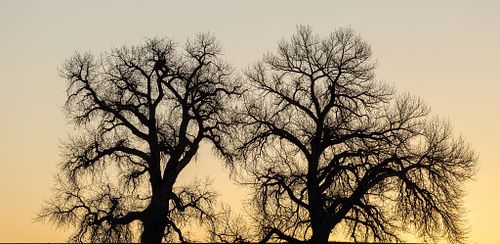 For collectors and interiors