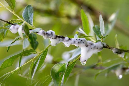 Aphrophora salicina - Willow spittlebug