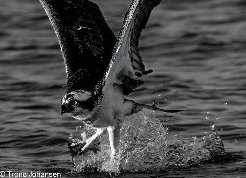 Osprey (Fiskeørn) diving into the water to catch a fish in Norway, captured by Trond Johansen