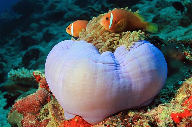 Fotografia della fauna acquatica