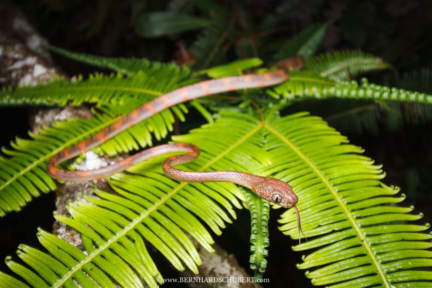 Boiga drapiezii - White-spotted cat snake