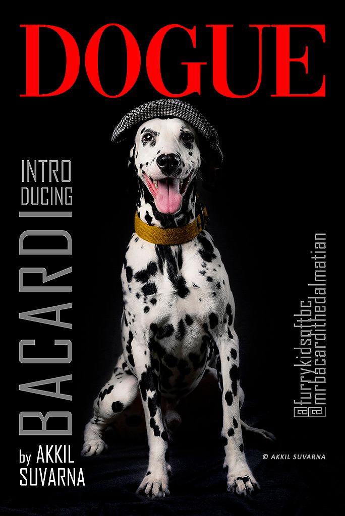 Pet portraits by Akkil Suvarna