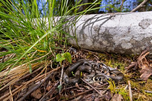 Natrix natrix - Ringelnatter