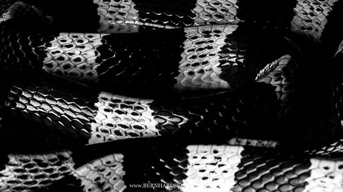 Bungarus candidus - Malyan krait